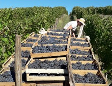 vendanges vin paill�