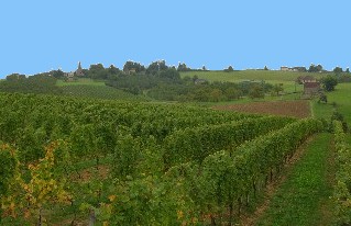 vigne du vin paill�