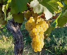 chardonnay du vin paill